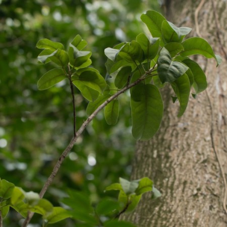 Peru Balsam Oil  3